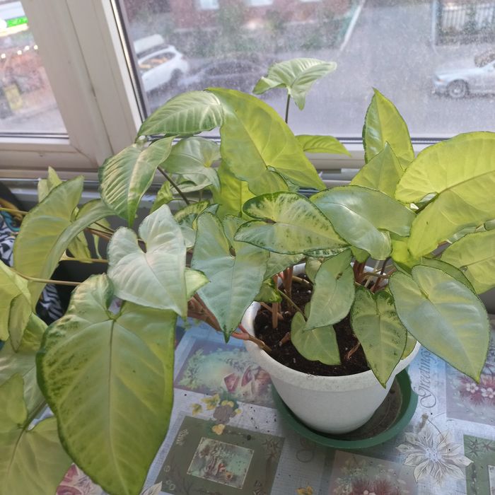 Продам комнатное растение- сигнониум