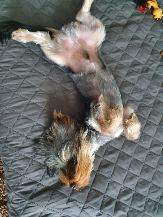 Ofer servicii plimbat animale de companie