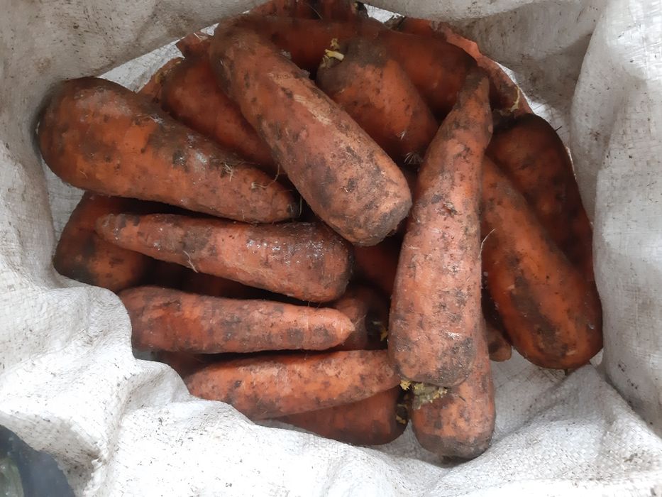 Продам Морковь оптом.
