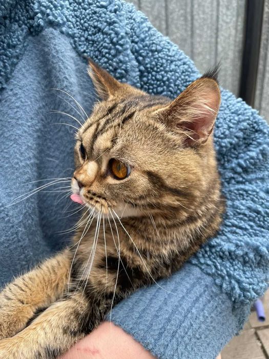 В продаже котята Британцы