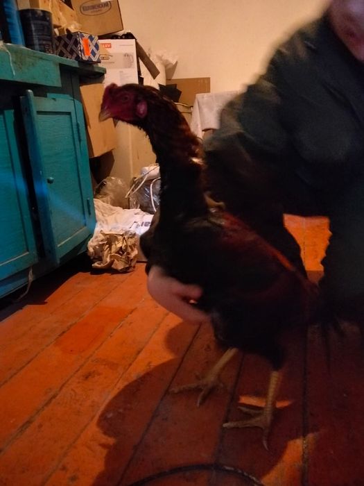 Дакан августский