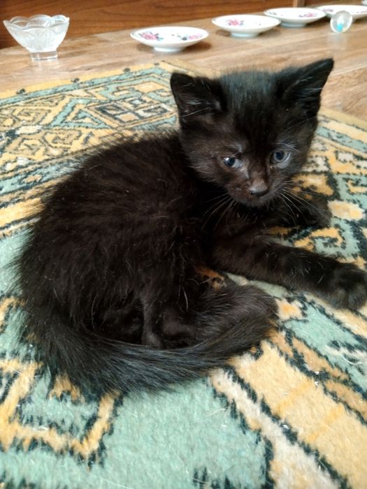 Котята, 1,5 месяца