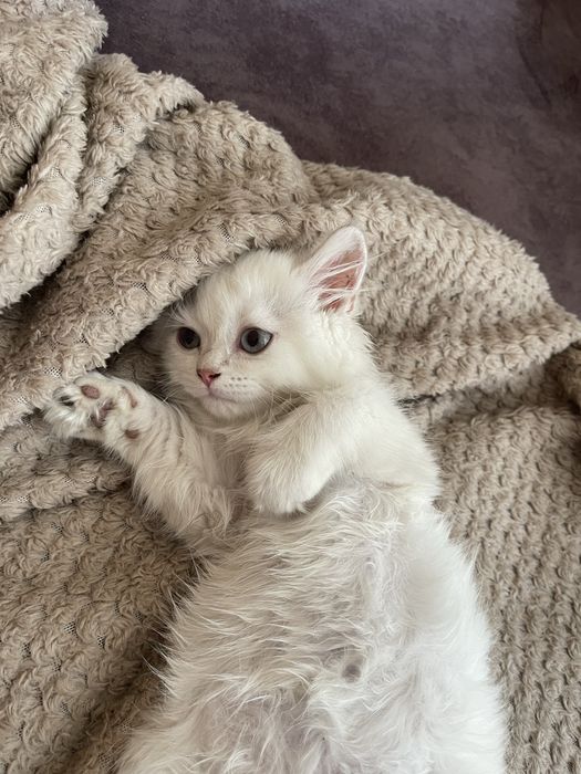 Продам кота мальчик
