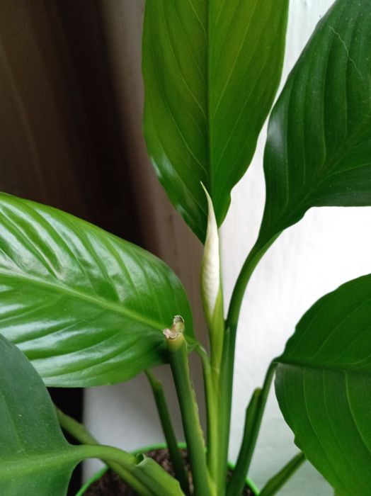 Цветы комнатные для уюта