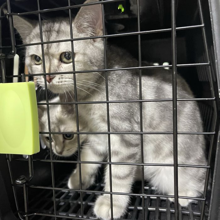 Шотландские котята Scottish Fold