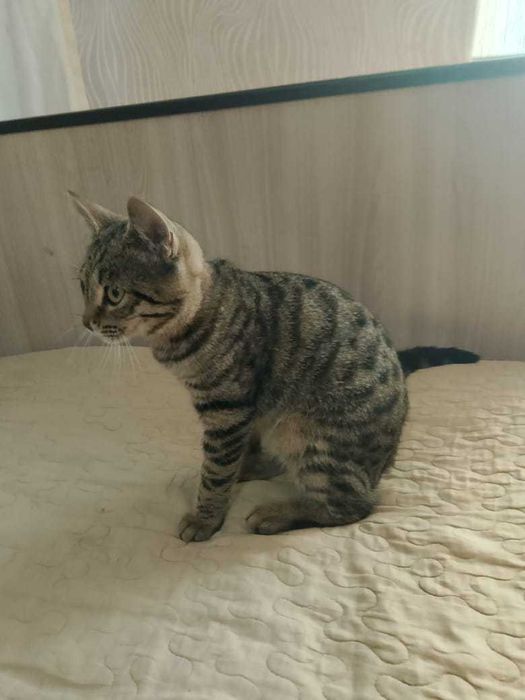 Отдам котенка девочка