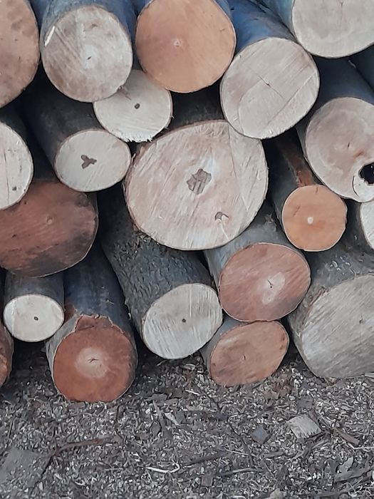 Lemne de foc esente tari