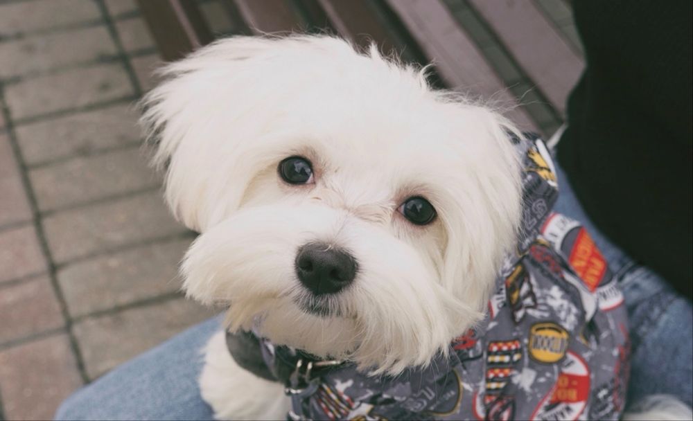 Ofer caine spre adoptie