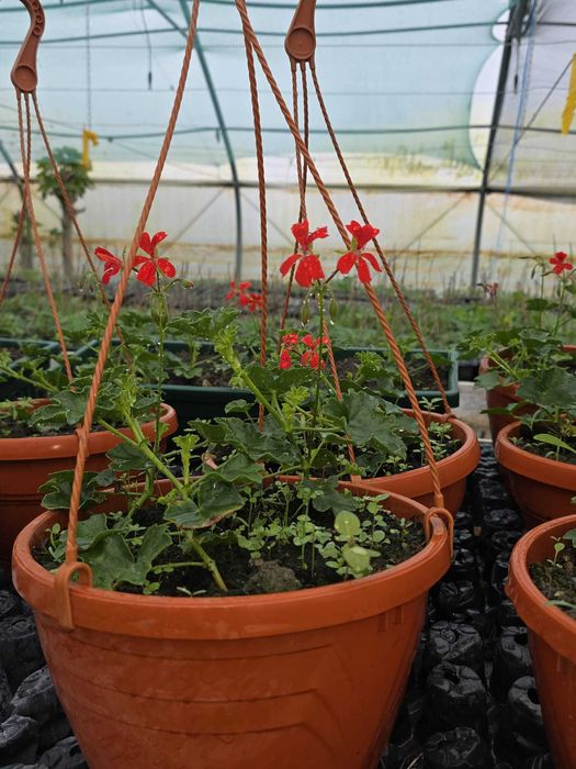 Vand Muscate curgatoare Tiroleze rosii  la vas  agatator de  2-3 litrii (PRODUCATOR)