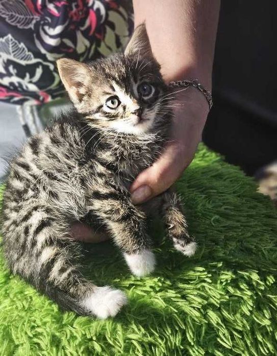 Котята ищут семьи!