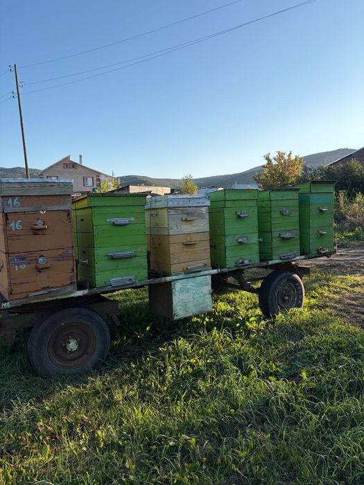 Продам пасека под ключ + медогонка