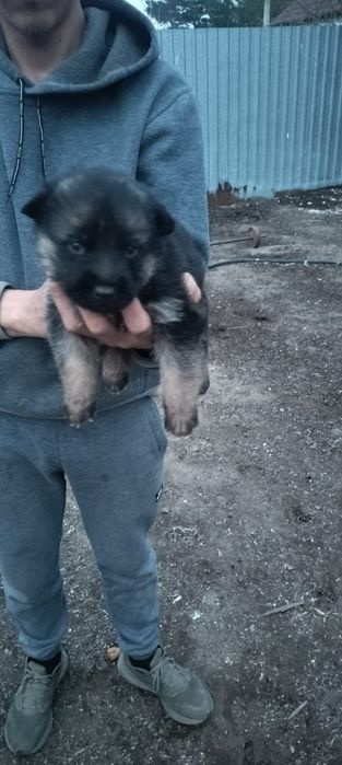 Продаю немецких щенков