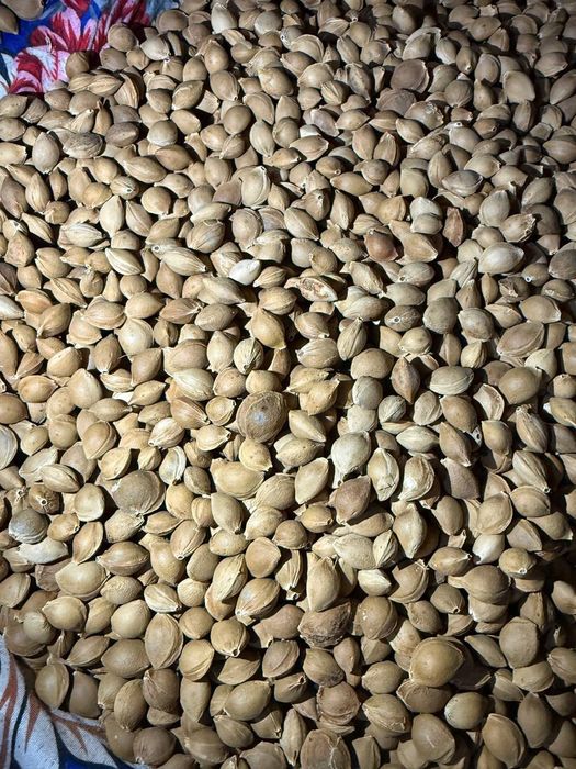 Oʻrik danagi sotiladi