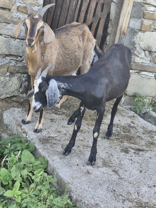 Capre alpin francez cu Anglo-Nubiană