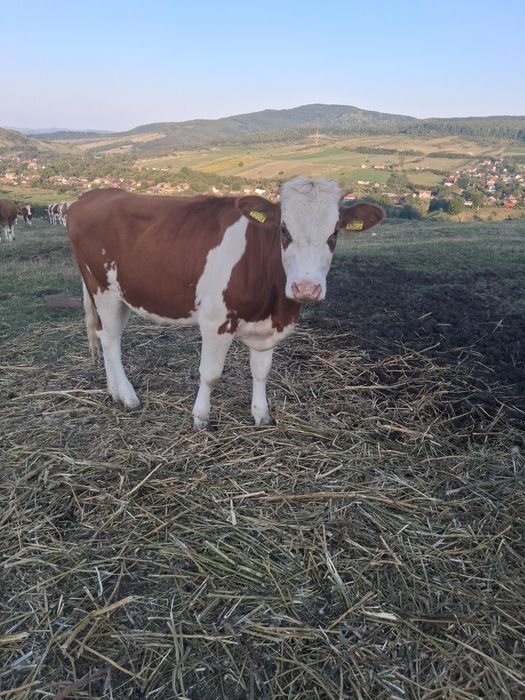 Vând  2 vitele baltata românească