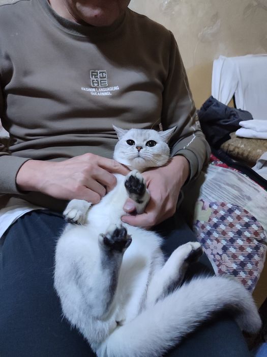 Серебристый шиншилла девочка