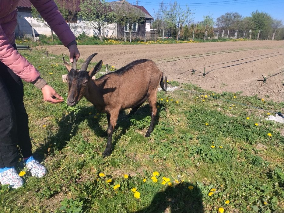 Vând capra cu lapte