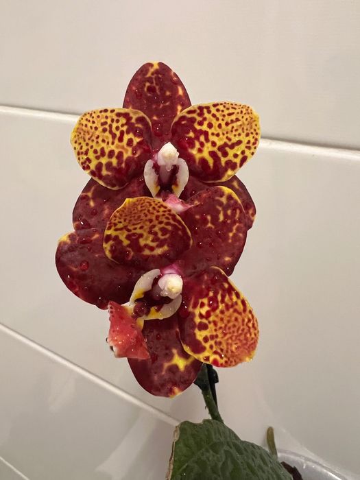 Продам сортовые орхидеи