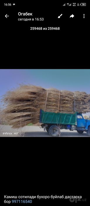 Камиш том учун бухоро буйлаб йетказилади