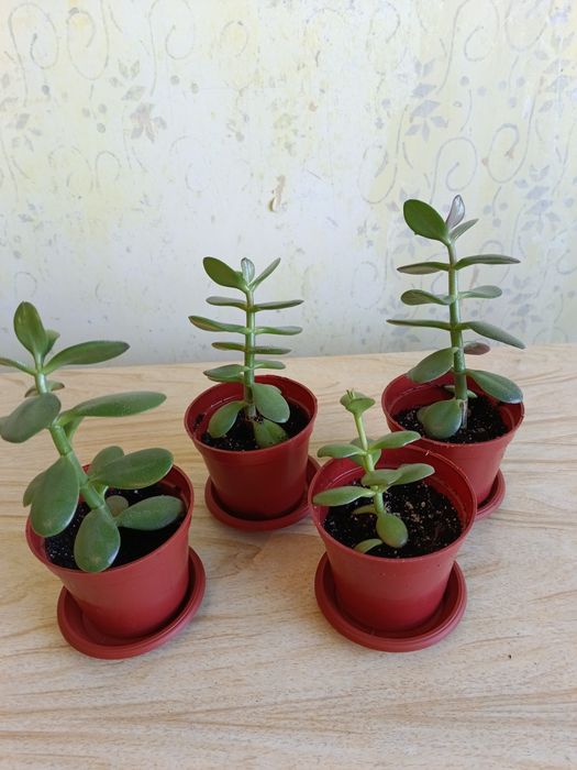 Продам цветок драцена