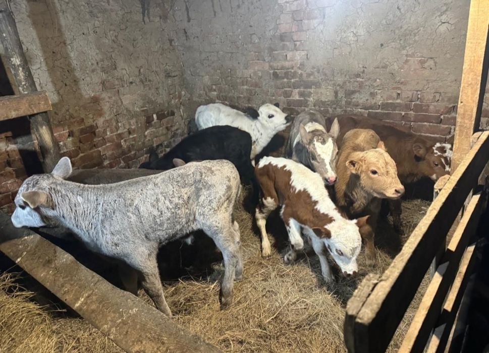 Телята на продажу