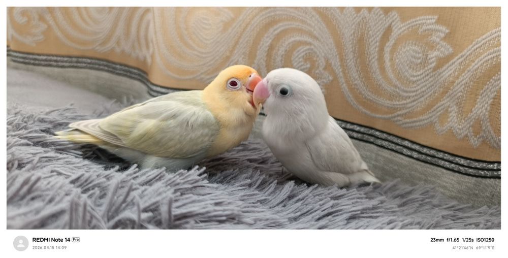 Ruchnoy popugay nerazluchka