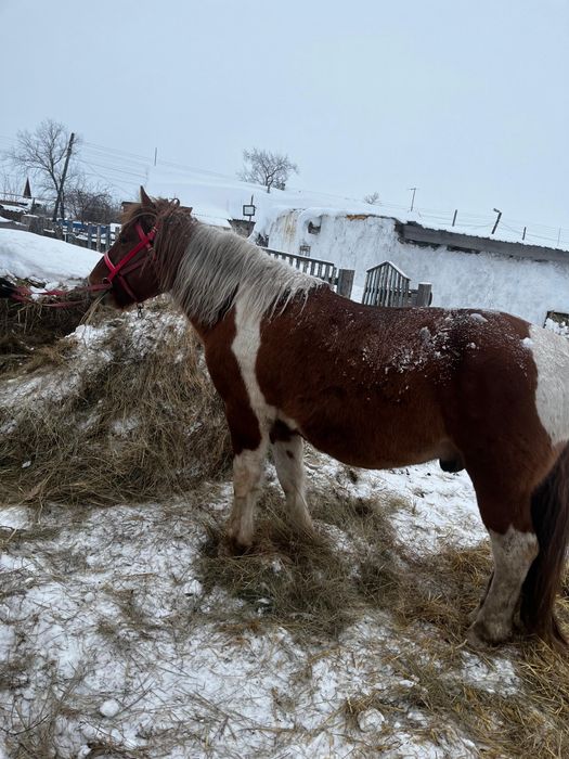 Продам жеребца полу тяг