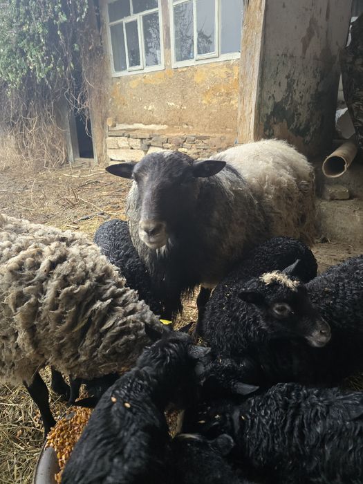 Berbec Romanov de vânzare