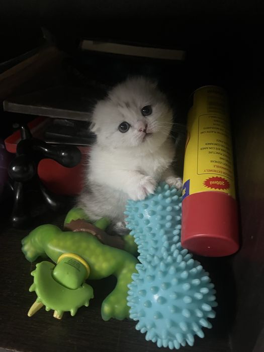 Котята породистые