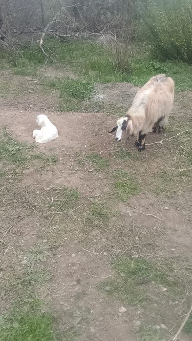 Коза первокотка. Козлёнок девочка. Родилась первого апреля.