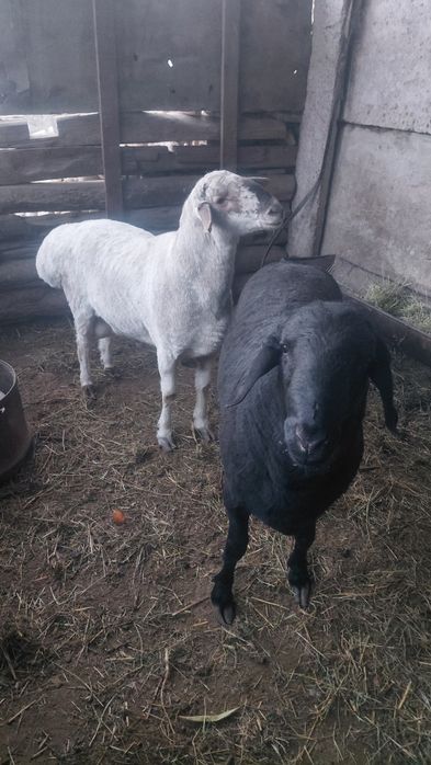 Zotli, Qozoqi qo'chorlar