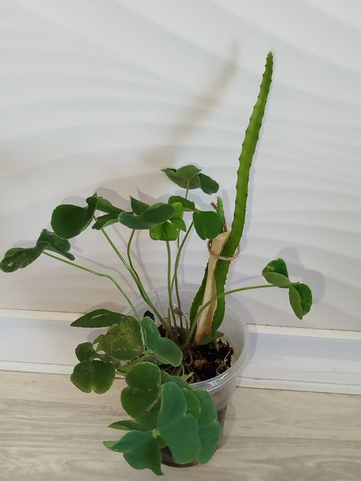 Pitaxayya dragn frukt kislitsa bn