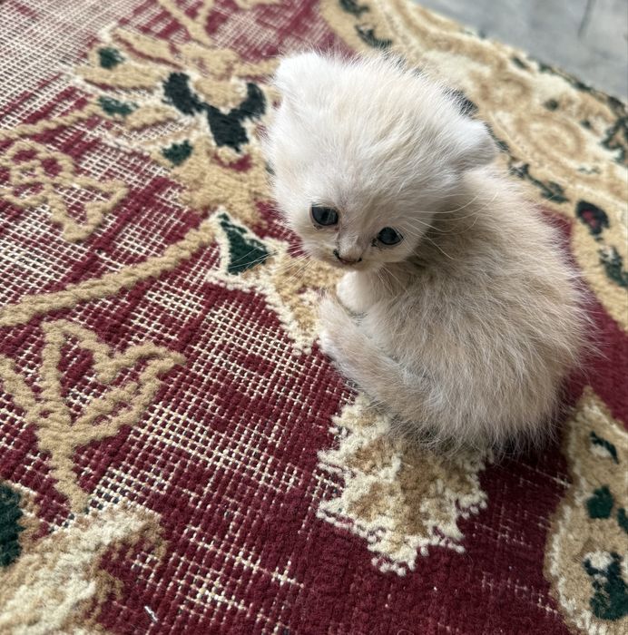 Котят, скотттиш-фолд и страйт