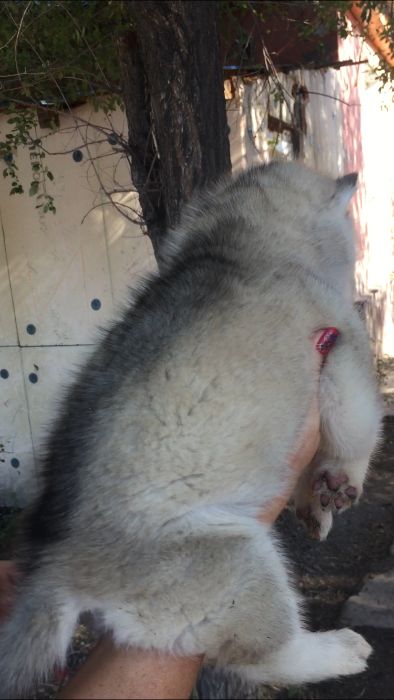 Серебристая красотка