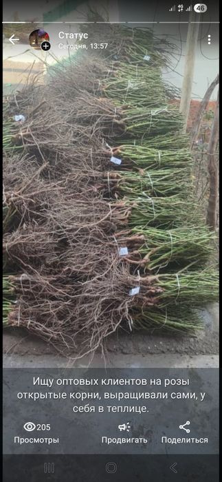 Розы корни, барбарис, лилии, тюльпаны