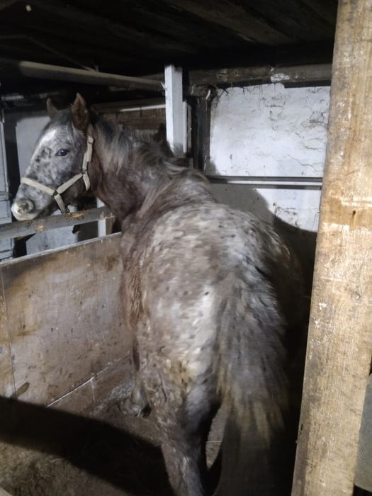 Продам 8 месячного Байтал