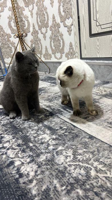 U meni sinfdoshim bilan jinsiy aloqa qilishga undadi.