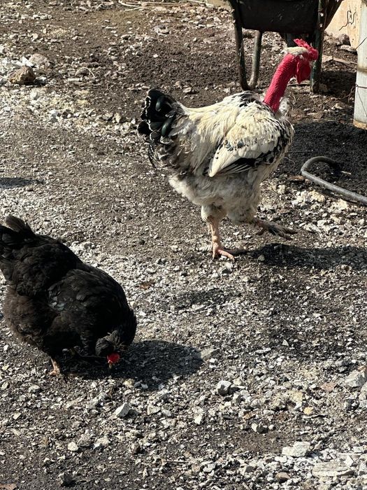 Балапан сатамын.Продам цыплят