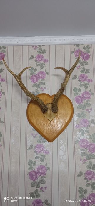 Продам рога косули