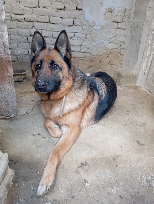 Nemis ovcharkasi (German Shepherd]