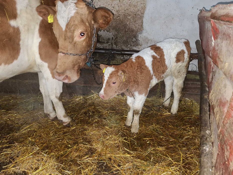 Vitica Balțată   romaneasca !