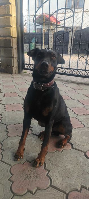 Ягдтерьер мальчик.Только вязка