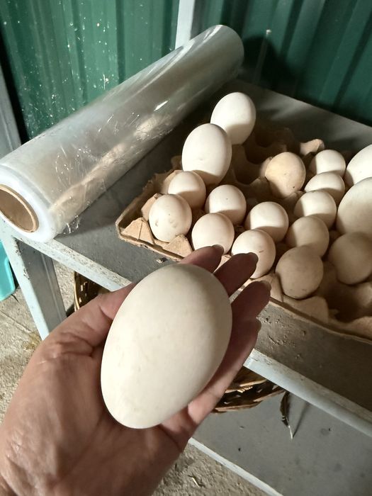 Продаются яйца для инкубации