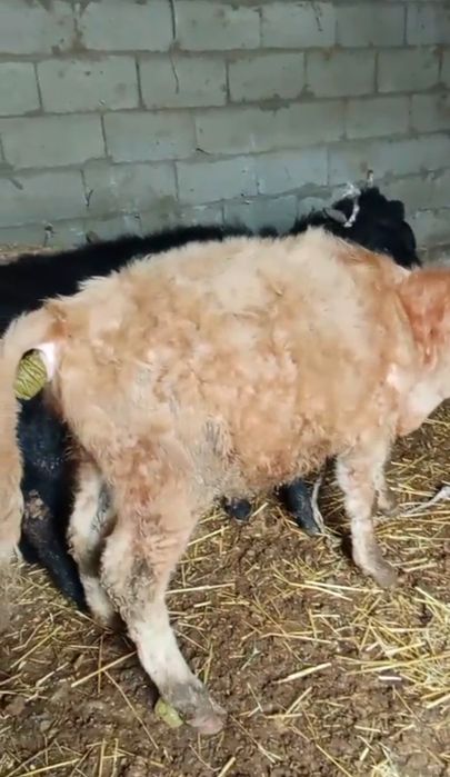 Еркек Бұзау 7,8 айлық.