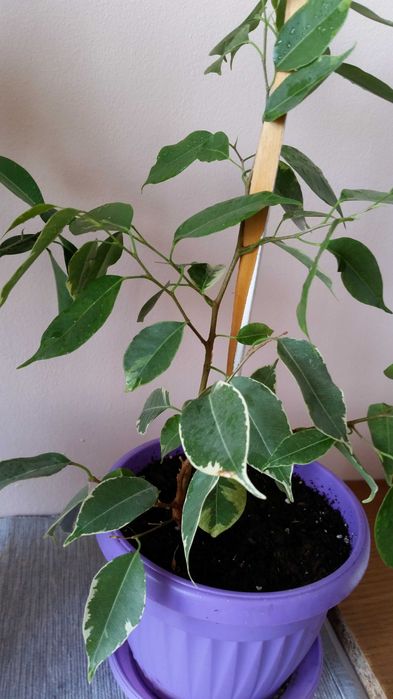 Бенджамин и бенджамин фикус Намалени!