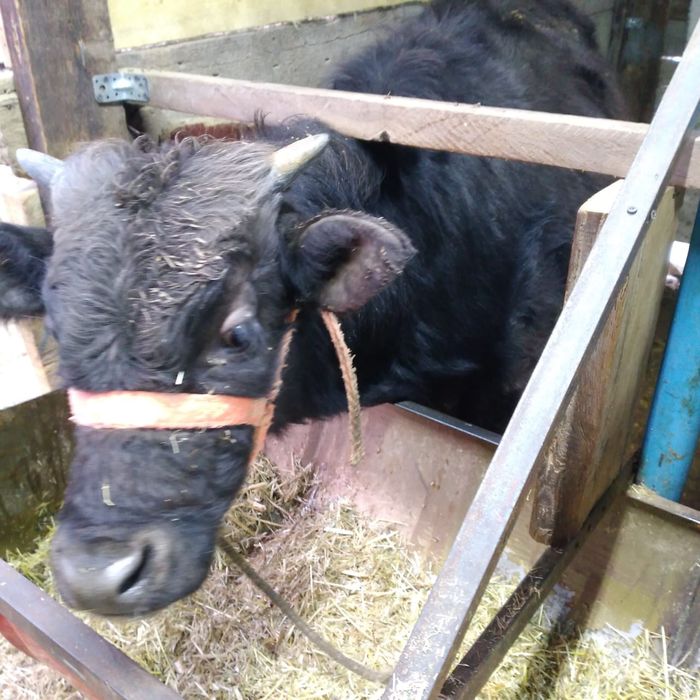 Бычки 11 месячные