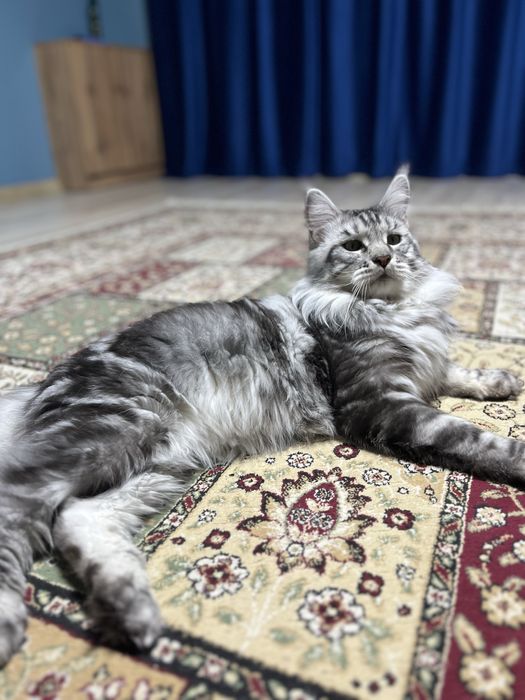 Продам кота мейн кун