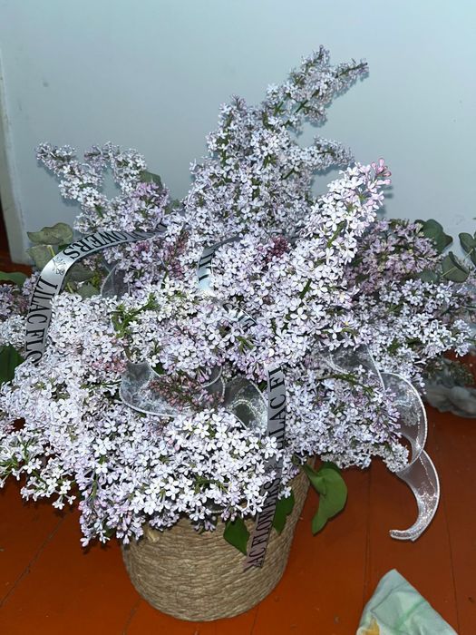 Гүл апрелская сирень