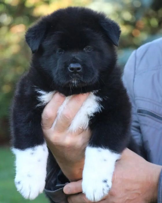 Шикарные  щенки с документами