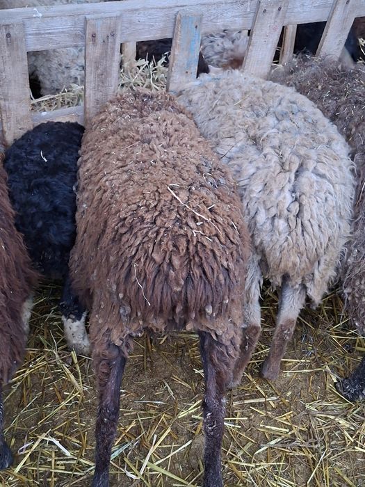 Продам котных  баран !!